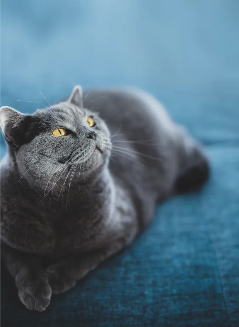 Кошка дома